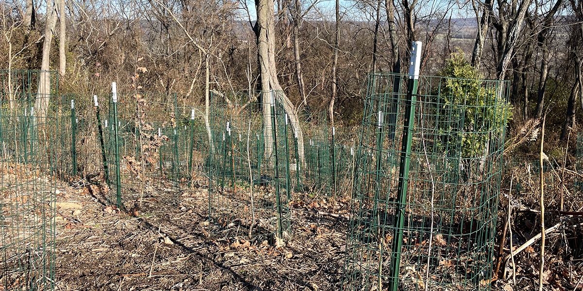 newly planted trees close to each other